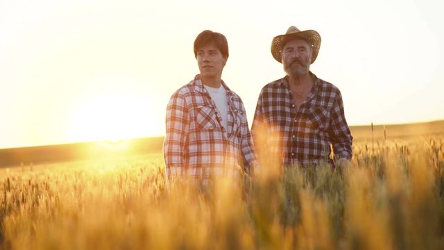 Old father and son walking in wheat field and checking the harvest on sunset. 4K