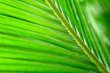 Closeup nature view of green leaf in garden at summer under sunlight,Natural green plants landscapeusing