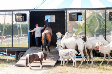 A man leading camels, donkeys and ponys to a transport trailer at the back of a circus