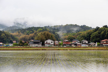 Rows of freshly planted rice in flooded field next to small Japanese town