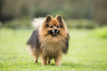 portrait of a Pomeranian Loulou outdoors in belgium