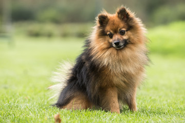 portrait of a Pomeranian Loulou outdoors in belgium - 212884546