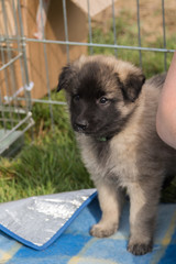 portrait d'un chien tervuren en extérieur en belgique