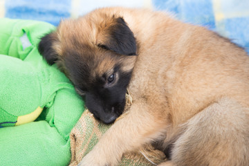 portrait d'un chien tervuren en extérieur en belgique