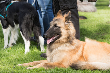 portrait d'un chien tervuren en extérieur en belgique