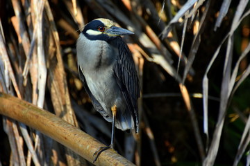 Reiher in Costa Rica