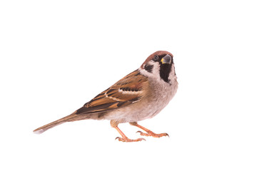 sparrow isolated