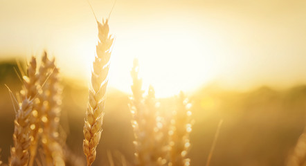 Wheat in sunset