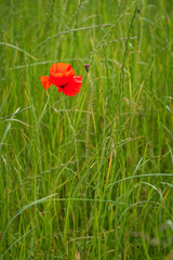 Single Poppy Portrait / A poppy field full of red poppies in summer near Corbridge in Northumberland
