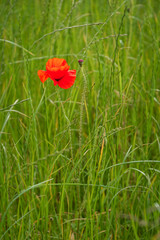 Obraz premium Single Poppy Portrait / A poppy field full of red poppies in summer near Corbridge in Northumberland
