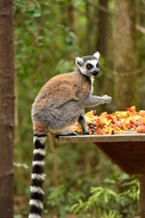 Lemur