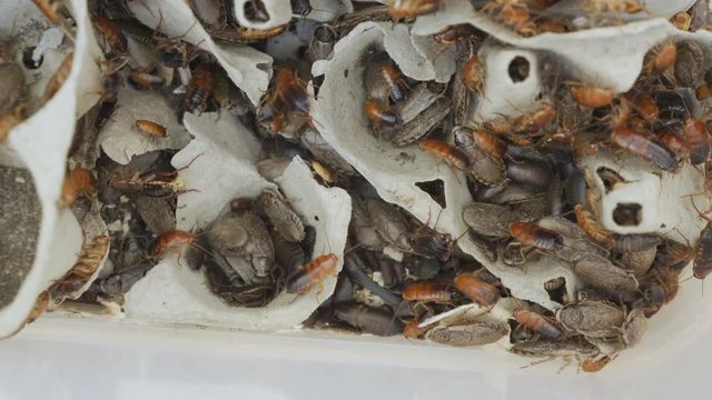 cockroach, cockroach with food, many cockroach