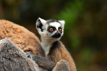 Lemur