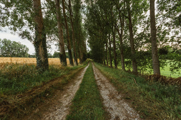 Fototapeta na wymiar Empty asphalt country road passing through green forests and villages. Summer countryside landscape in the region of Normandy, France. Recreation, nature, holidays, travel and road network concept.