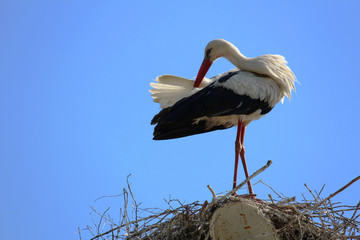 Stork in the nest