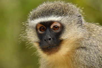 Grünmeerkatze