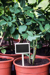 plant seedlings and coated Board for your text