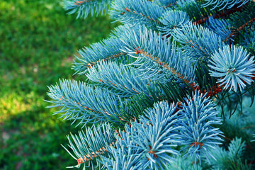 Naklejka na ściany i meble Christmas Fir Tree/Christmas Fir Tree
