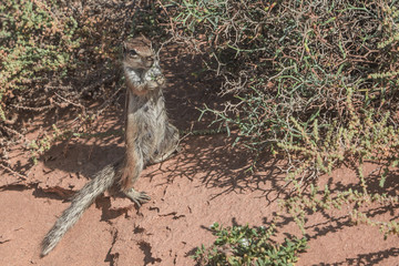 Berber squirrel in a desert area of the island of Fuerteventura while it feeds.Canary islands, Spain