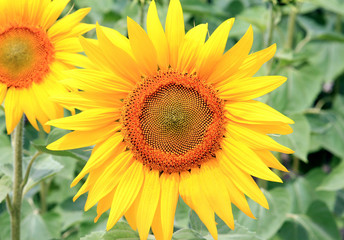 summer riot in the field of sunflowers