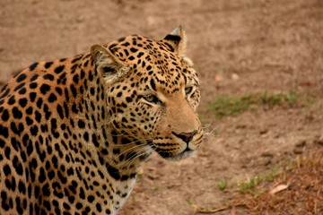 Leopard