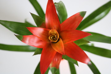 Houseplant Guzmania red - Top View