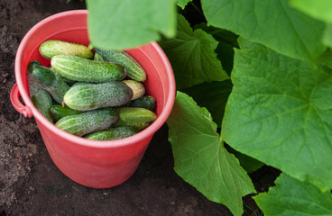Fresh cucumbers in the garden