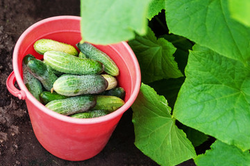 cucumber, food, vegetable, green, fresh, isolated, healthy, cucumbers, vegetarian, vegetables, organic, ingredient, ripe, freshness, eating, diet, raw, salad, object, agriculture, nature,  land