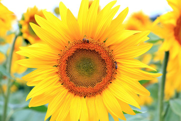 Obraz premium summer riot in the field of sunflowers