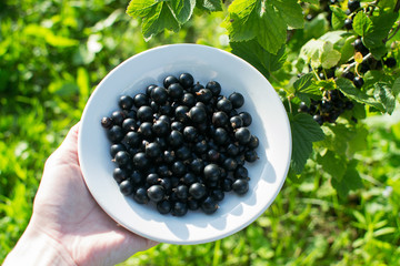 
Berries on a plate in female hands against a background of grass. Black currant. View from above, garden.