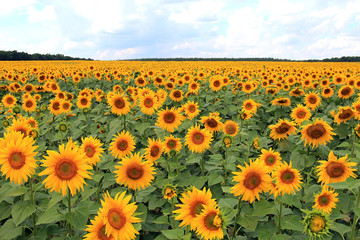 Fototapeta premium summer riot in the field of sunflowers