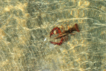 clawed lobster alive on a beach