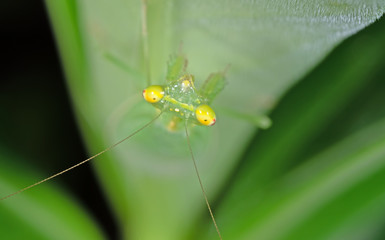 Macro Photo of Head of Praying Mantis Camouflage on Green Leaf