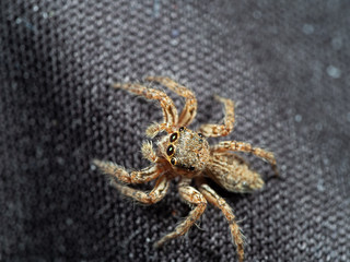 Macro Photo of Head of Jumping Spider Isolated on Background