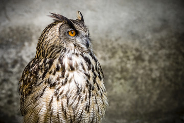 Fototapeta premium Der Uhu - Eule - Wildvogel