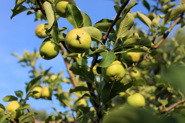 tree, fruit, apple, green, apples, branch, food, garden, nature, summer, leaves, agriculture, healthy, leaf, ripe, plant, fresh, sky, red, orchard, harvest, plum, organic, apple tree, branches