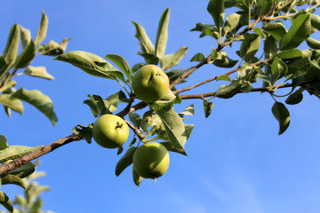 tree, green, fruit, apple, branch, food, nature, garden, leaf, agriculture, summer, apples, plant, ripe, healthy, fresh, organic, leaves, orchard, harvest, sky, olive, vegetable, natural, red