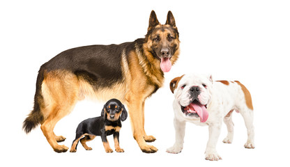 Three dogs standing together isolated on white background
