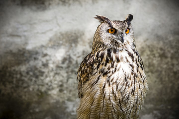 Der Uhu - Eule - Wildvogel