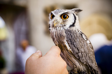 Greifvogel Kauz