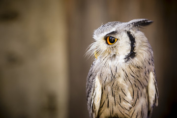 Greifvogel Kauz