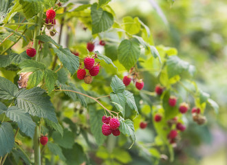 Raspberry on a bush.