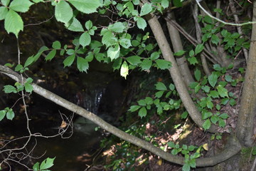 Bachlauf