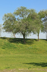 Tree, meadow and sky