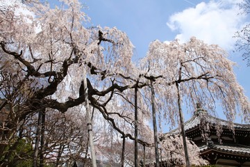 寺のしだれ桜