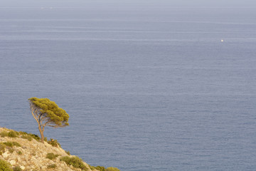 Árbol solitario junto al mar Mediterráneo. Castellón. España