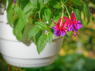 Beautiful flowers of fuchsia in the flowerpot in the park