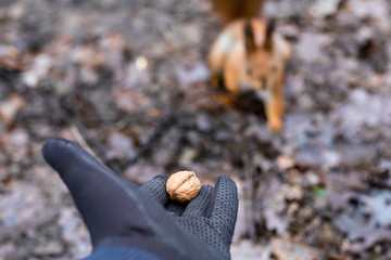 Close up of adults hand feeding squirrel forest