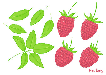 solated elements of a forest raspberry. Set of pink berries and leaves