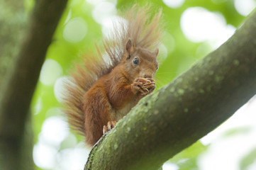 Eichhörnchen (Sciurus vulgaris),